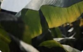 Still from the Reel «Tapioca — the DOT.»